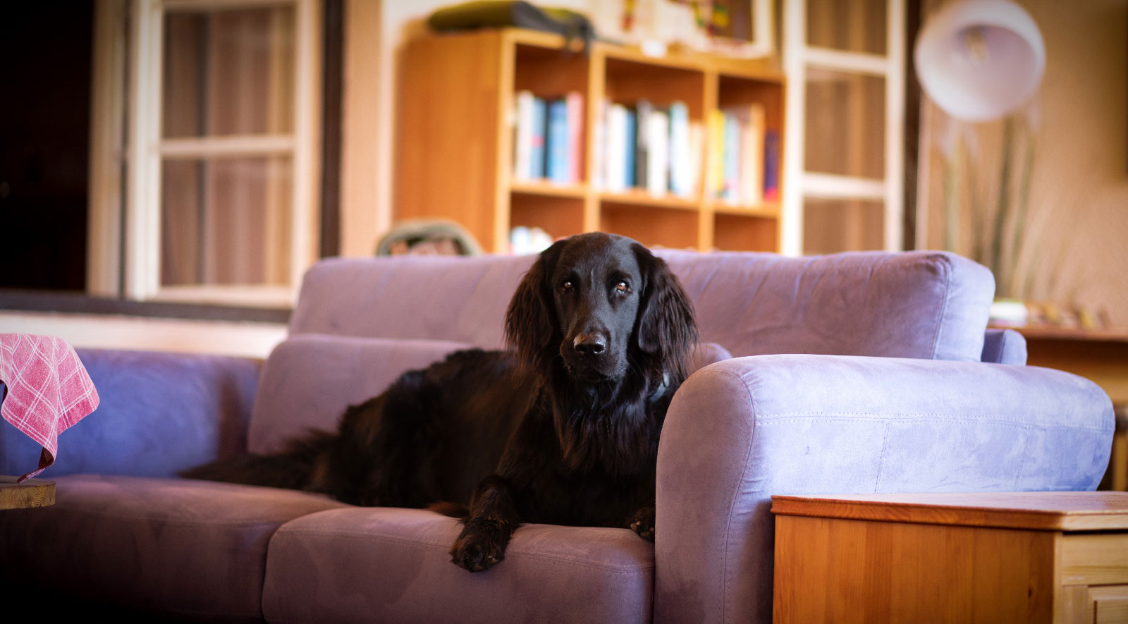 Linus liegt am Sofa